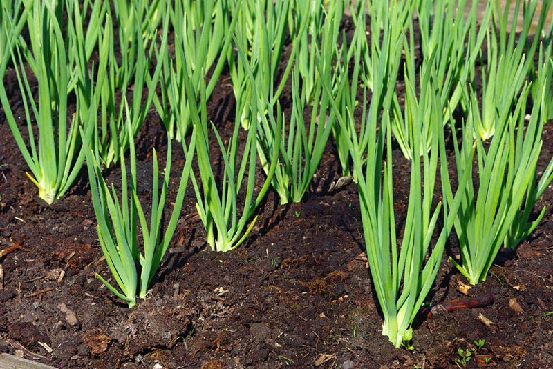 Выбираем лучшие дни в 2018 году для посадки лука по лунному календарю