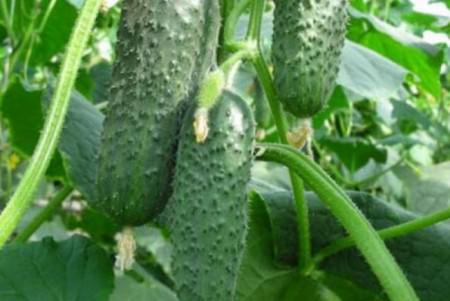 Выбираем лучшие дни в 2018 году для посадки лука по лунному календарю