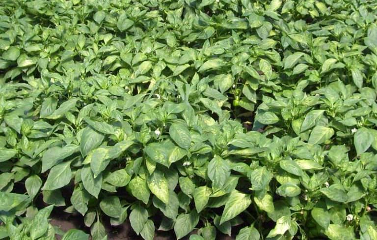 Выясняем, почему вянут и скручиваются листья у перцев в теплице