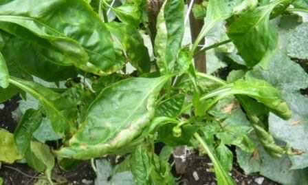 Выясняем, почему вянут и скручиваются листья у перцев в теплице