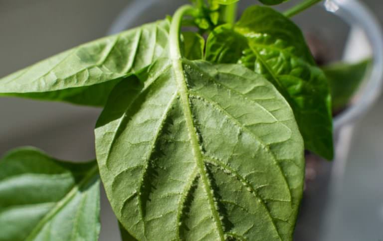 Выясняем, почему вянут и скручиваются листья у перцев в теплице