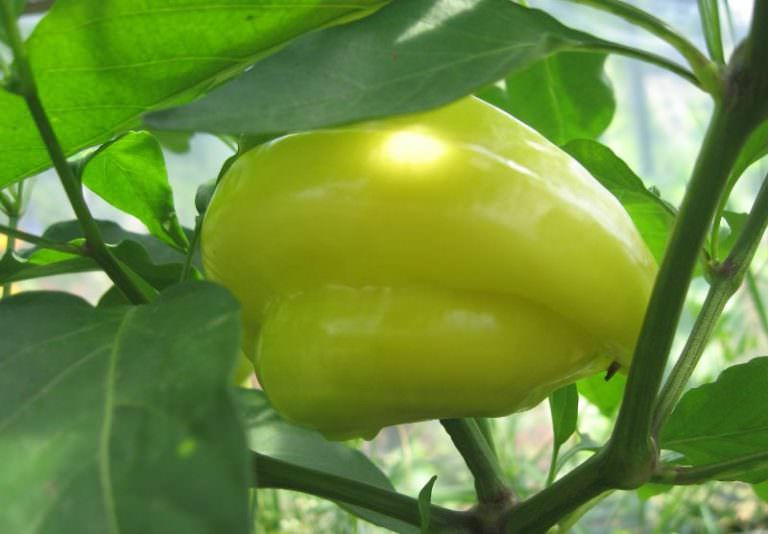 Выясняем, почему вянут и скручиваются листья у перцев в теплице