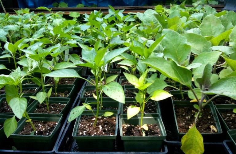 Выясняем, почему вянут и скручиваются листья у перцев в теплице