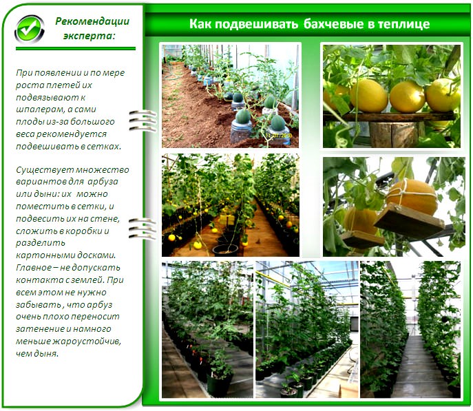 Выращиваем арбузы и дыни в тепличных уловиях