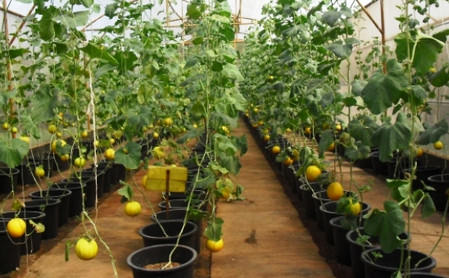 Выращиваем арбузы и дыни в тепличных уловиях