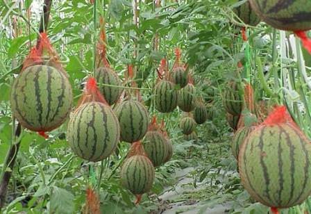 Выращиваем арбузы и дыни в тепличных уловиях