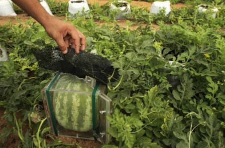 Выращивание арбузов в открытом грунте