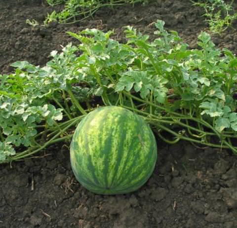Выращивание арбузов в открытом грунте