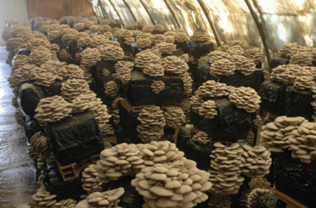 Выращивание грибов в тепличных условиях