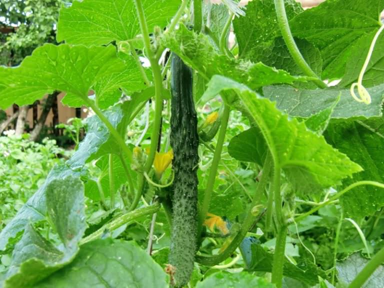 Выращивание китайских огурцов: выбор сорта и правила ухода