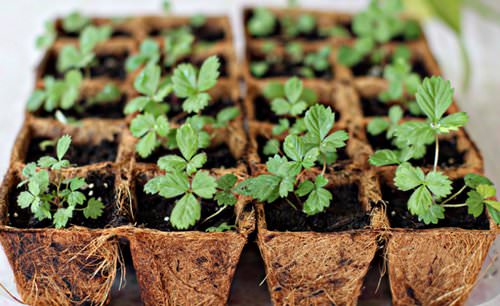 Выращивание клубники из семян: агротехника от посева до ухода