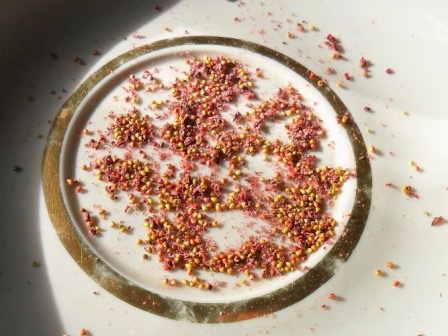 Выращивание клубники из семян: агротехника от посева до ухода