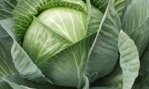 Выращивание ранней капусты: от выбора сорта до посадки в теплицу