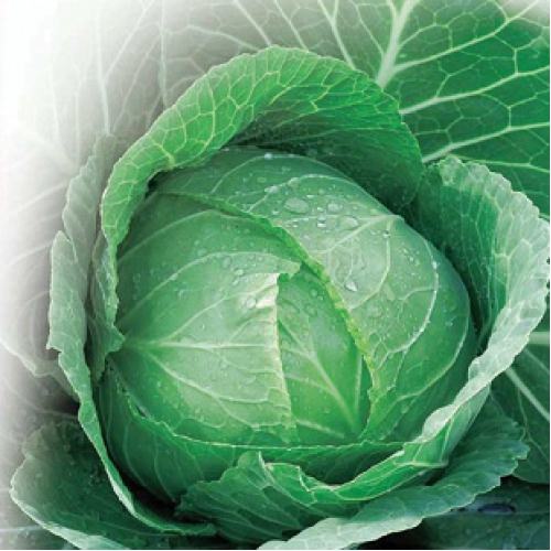 Выращивание ранней капусты: от выбора сорта до посадки в теплицу