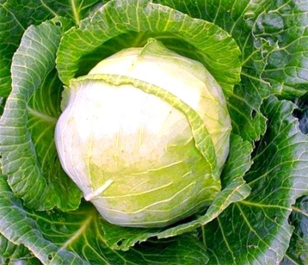 Выращивание ранней капусты: от выбора сорта до посадки в теплицу