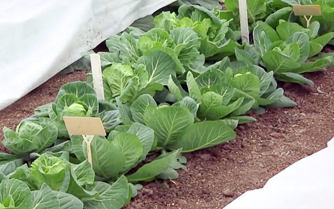 Выращивание ранней капусты: от выбора сорта до посадки в теплицу