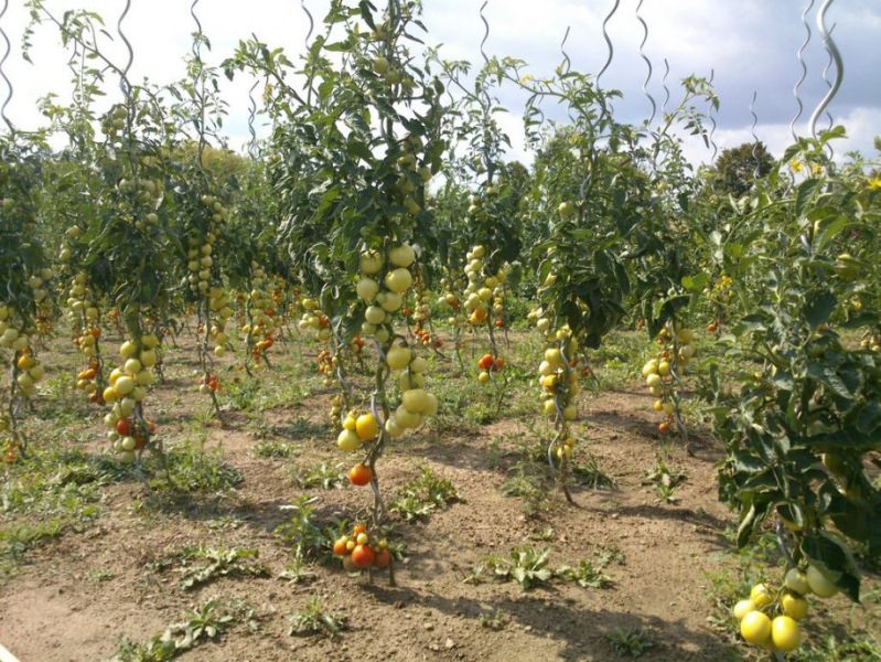 Выращивание рассады помидоров и посадка в теплицу и в открытый грунт