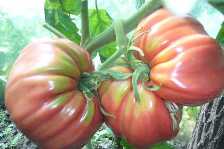 Выращивание томата лучезарный гигант