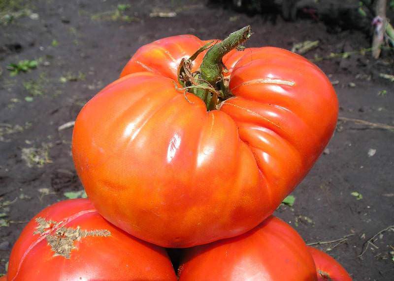 Выращивание томата лучезарный гигант