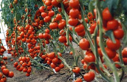 Выращивание томата сорта благовест