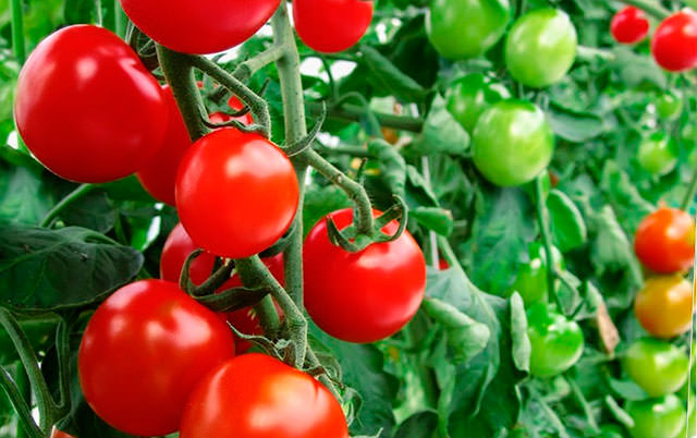 Выращивание томата сорта благовест