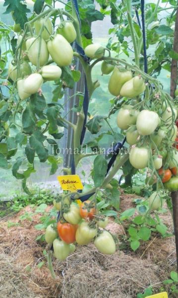 Выращивание томата сорта новичок