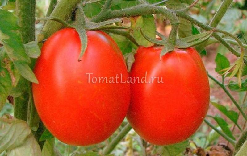 Выращивание томата сорта новичок