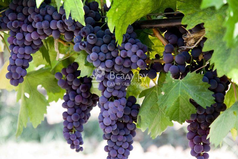 Выращивание винограда: выбор сорта и правила ухода