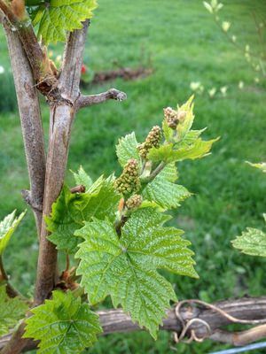 Выращивание винограда: выбор сорта и правила ухода