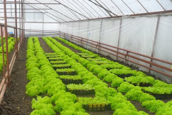 Выращивание зелени в теплице как бизнес: преимущества, особенности, способы реализации урожая