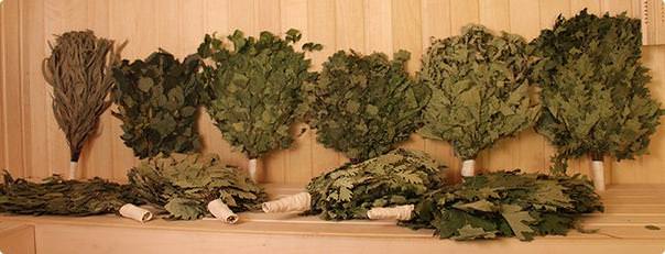 Заготовка веников для бани – русские традиции – всё о банях