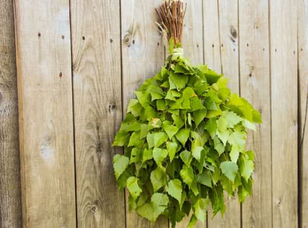 Заготовка веников для бани – русские традиции – всё о банях