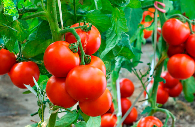 Зеленые помидоры: характеристика и достоинства лучших сортов