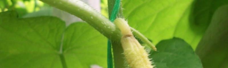 Желтеют завязи огурцов в теплице: определение и устранение причин