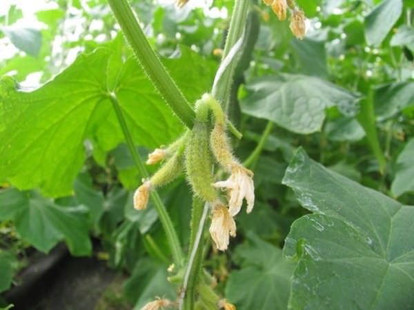 Желтеют завязи огурцов в теплице: определение и устранение причин