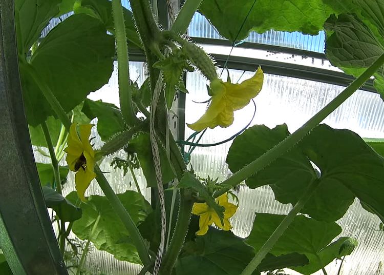 Желтеют завязи огурцов в теплице: определение и устранение причин