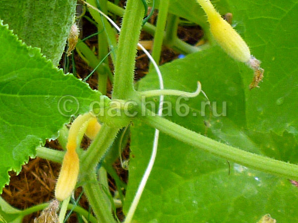 Желтеют завязи огурцов в теплице: определение и устранение причин