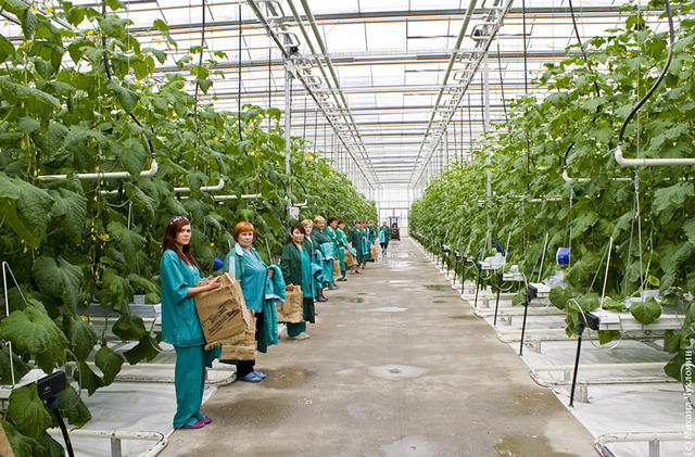 Зимние теплицы для выращивания огурцов круглый год: характеристика видов и правила агротехники