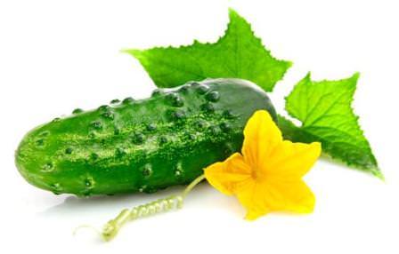 Зимние теплицы для выращивания огурцов круглый год: характеристика видов и правила агротехники