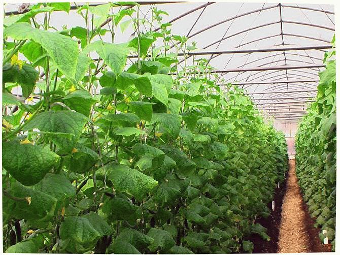 Зимние теплицы для выращивания огурцов круглый год: характеристика видов и правила агротехники