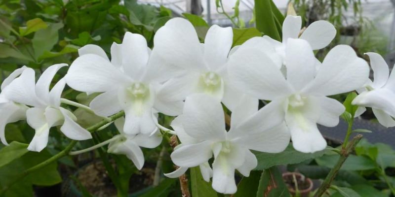 Значение цветка Орхидея — история разных стран, приметы, влияние на человека