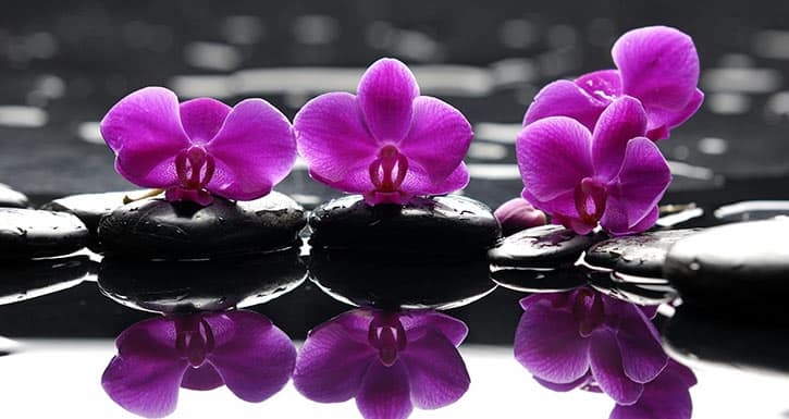 Значение цветка Орхидея — история разных стран, приметы, влияние на человека
