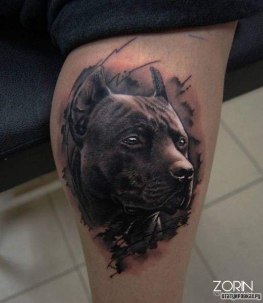 Значение тату Питбуль, её разновидности и особенности размещения