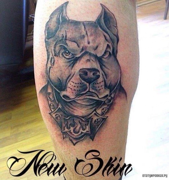 Значение тату Питбуль, её разновидности и особенности размещения