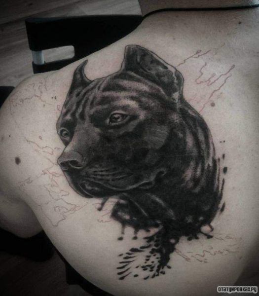 Значение тату Питбуль, её разновидности и особенности размещения