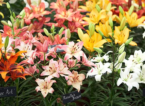 Значения нежной и миловидной лилии