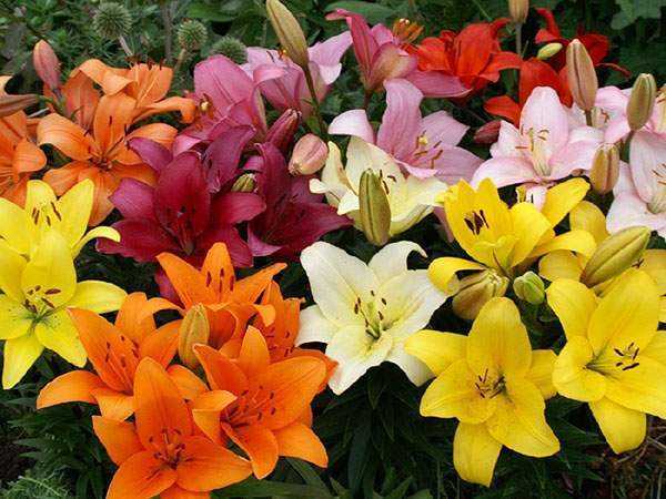 Значения нежной и миловидной лилии