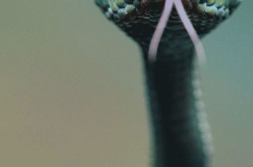 Значения нежной и миловидной лилии