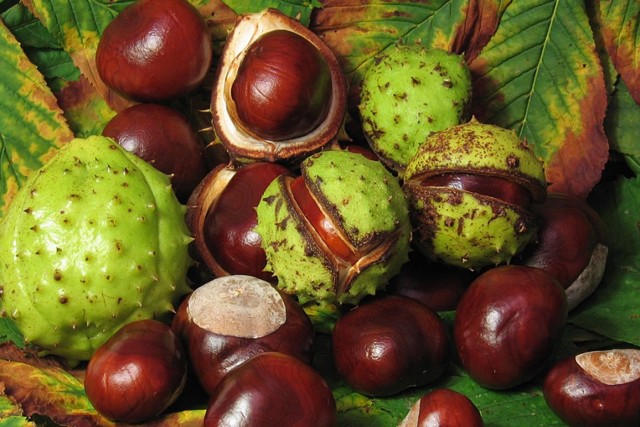 Зуд при варикозе: причины, лечение (медикаменты, народные средства, диетотерапия), возможные осложнения (трофические язвы, дерматит, экзема)