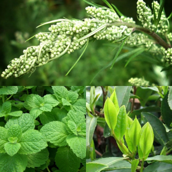 Зуд при варикозе: причины, лечение (медикаменты, народные средства, диетотерапия), возможные осложнения (трофические язвы, дерматит, экзема)